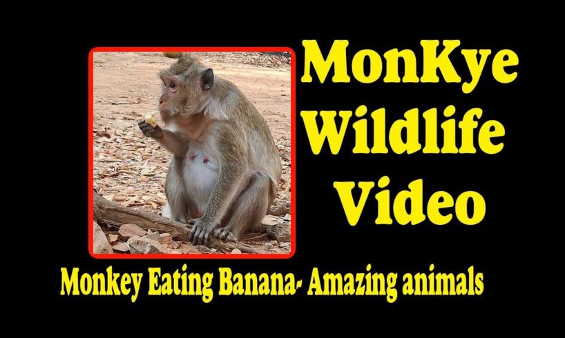 Monkey Eating Banana - Amazing animals | Monkey Wildlife Video