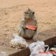 Monkey Eating Watermelon | Monkey Wildlife Video