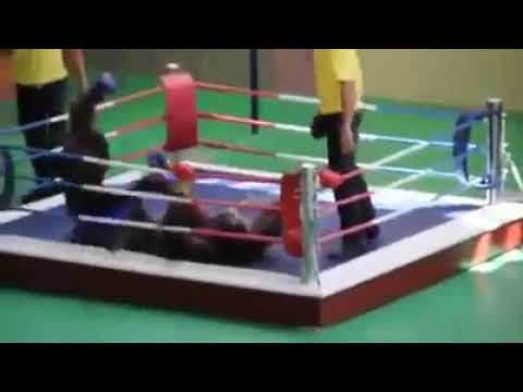 ??Peleas entre monos  - Animal fights (monkeys)