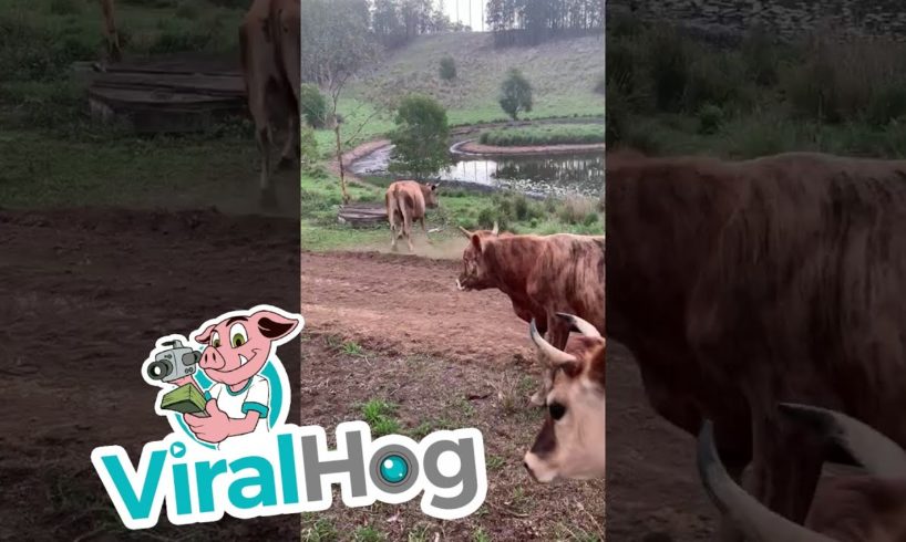 Pet Cows Playing Around || ViralHog