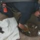 Puppies 'Rescued' From Storm Drain Turn Out To Be Foxes