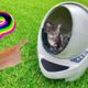 RESCUED CAT gets NEW SPACE POD?? or LITTER BOX??