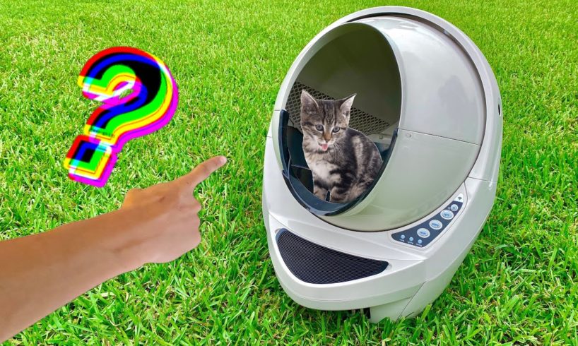 RESCUED CAT gets NEW SPACE POD?? or LITTER BOX??