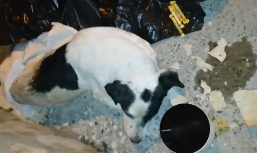 Rescue Poor Dog Was Broken Two Vertebrae In Desolate Place