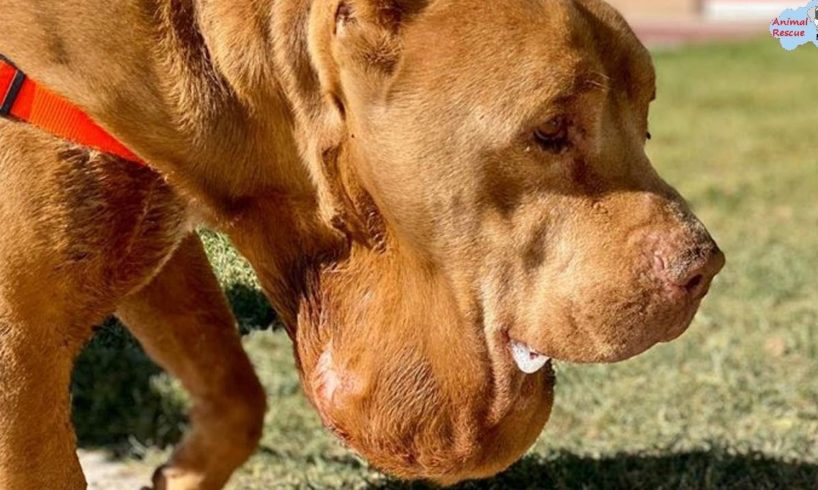 Rescue Poor Dog Was Pushed Out Of Truck by Owner With 2 pounds Tumor On His Neck