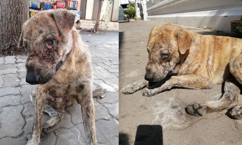 Rescue Poor Dog was Abandoned at the Temple with EYE Cancer