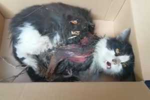 Rescue Poor Kitten Was Broken Hands By A Terrible Accident