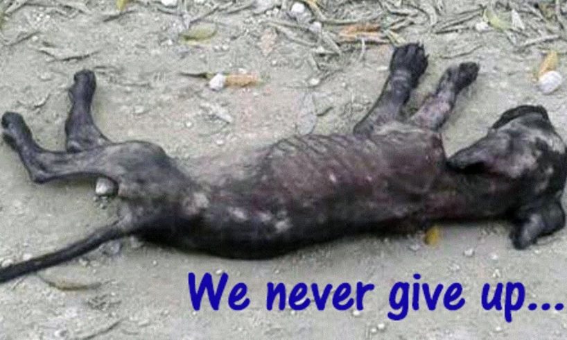 Rescue Poor Puppy Starving Alone and Amost Dead | Amazing transformation