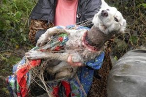 Rescue Poor Puppy Was Pinned The Neck By A Tin Box Make Broken Your Heart