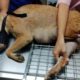 Rescue Poor Stray Mother and Puppies was Traped to Torn the Leg