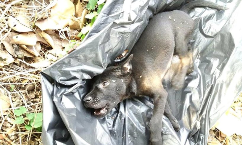 Rescue Poor Stray Puppy was Hit to Head Lying Down on Street Crying in Severe Pains