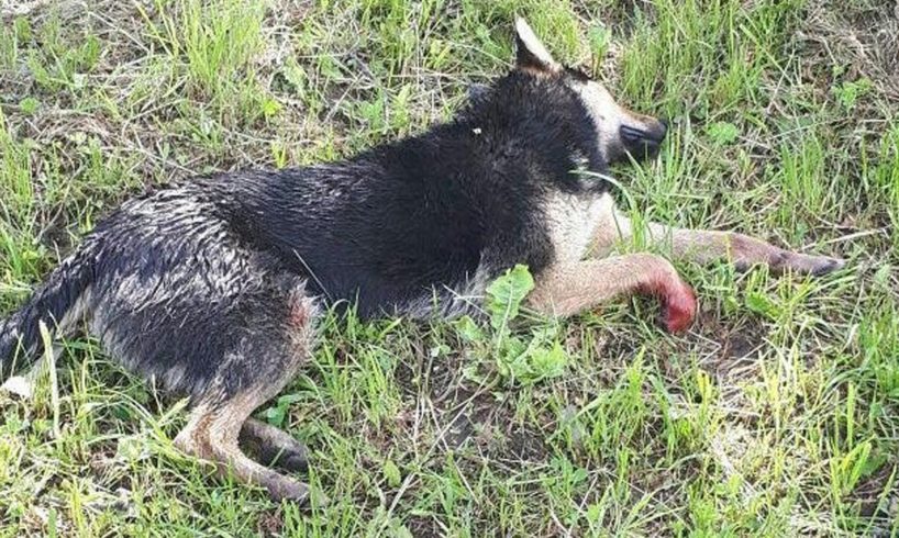 Rescue Stray Dog Was Broken Legs After A Trafic Accident On The Roadside