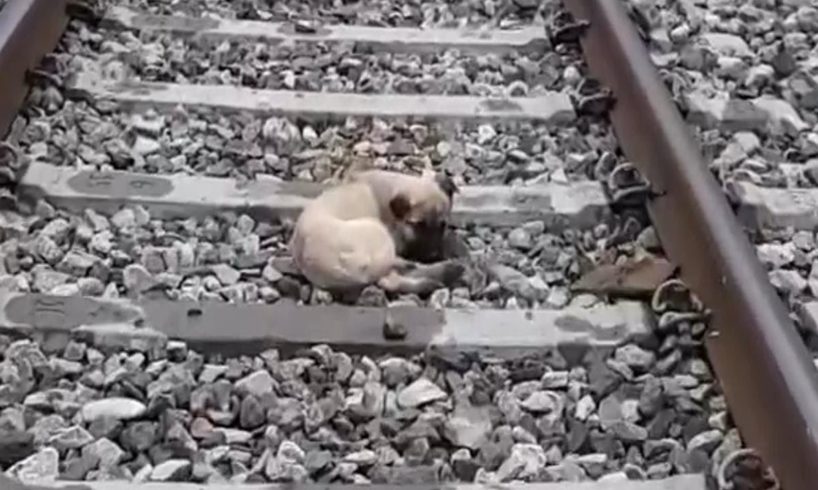 Rescued Puppy That Was Seriously Injured by the Train Leaving and Swept Him Along