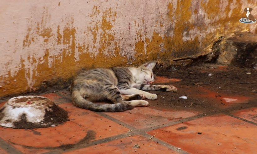 Rescued The Cat Giving Food To Them | Homeless Cat Life