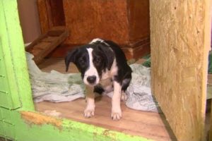 Russian couple adopt dog from animal shelter, take it home and eat it - Today News