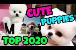 TOP BEST 2020 ❤ CUTE PUPPIES DOGS ? Doing Fuuuuny Things ❤ (Great Music to enjoy)