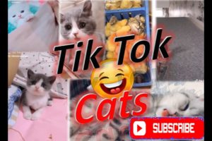 Tik Tok Cats ✪ Funny & Cute Pets Video Compilation