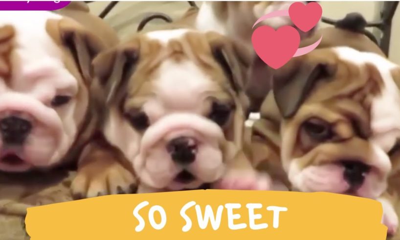 Top 10 Compilation 2020 Cutest English BullDog Puppies