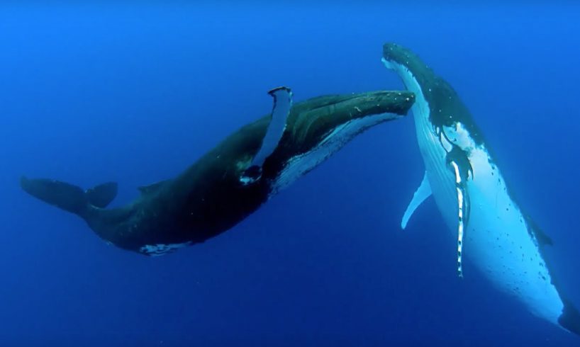 Two Beautiful Humpback Whales Dance | Animal Attraction | BBC Earth