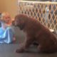 Watch this super cute puppy training session