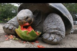 WaterANIMALons - Animals Eating Watermelon With Great Pleasure