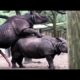 Wild All Animals Animal mating - animal mating with other animals