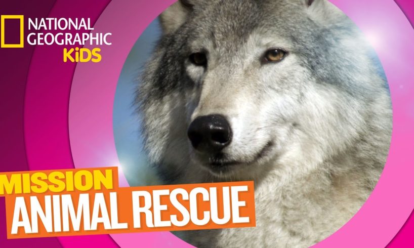 Wolves and How to Save Them ? | Mission Animal Rescue