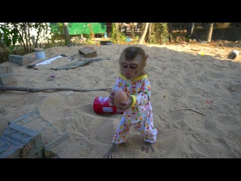 baby monkey Tony play egg yolk