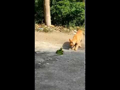 cat vs snake funny videos, cat funny moments 2019   funny animal fights videos