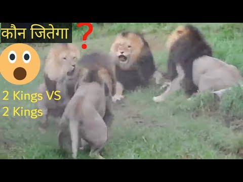 lion fight:Four lion fight to see who's kings! king of animal fight in zoo