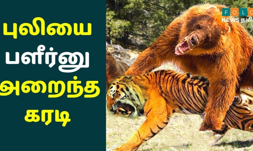 மிரட்ட வந்த புலியை பளீர்னு அறைந்த கரடி | Bear Fight With Two Tigers | Wild Animals Action