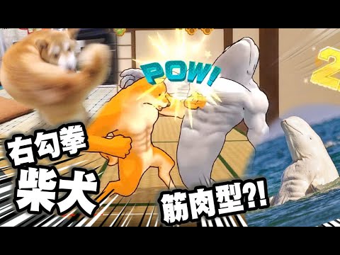 右勾拳柴犬 VS 肌肉白鯨?! (Fight of Animals)