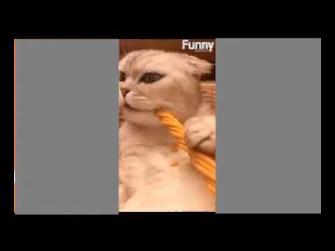 Cats fail compilation 2020 - So Funny try not to laugh!