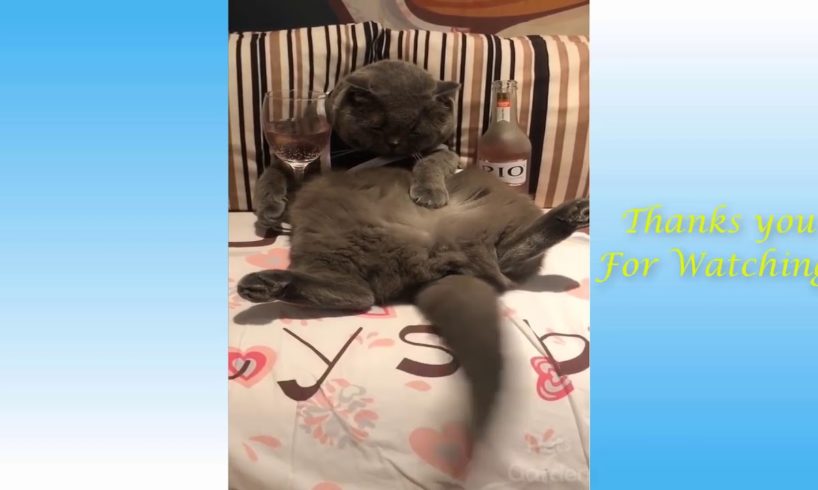 Cats fail compilation 2020 - So Funny try not to laugh!