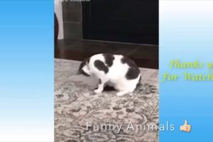 cute cats and kittens doing funny things + cute dogs , cute puppies, funny pets and funny animals 5