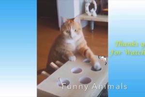 cute cats and kittens doing funny things + cute dogs , cute puppies, funny pets and funny animals 6