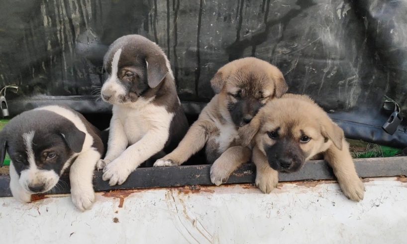 Cute puppies?