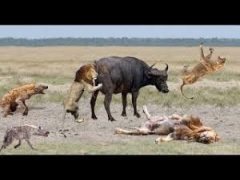 Wild animal fights   Crocodile vs lion,hippo,elephants, snake vs snake, tiger vs monkey