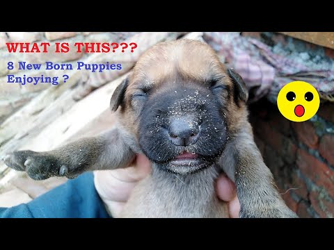 8 New Born Cute Puppies Enjoying | Local Discovery