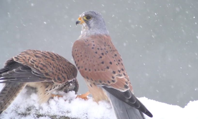 Adorable Animals Playing in Snow