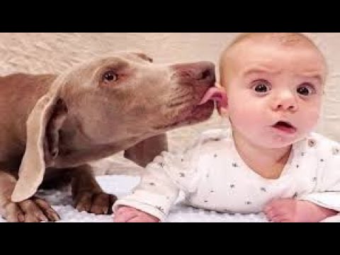 Adorable Babies Playing With Dogs Compilation - Baby and Pets Video 2020