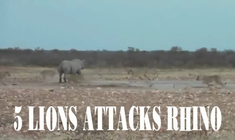 Amazing Animal Fights  ➤  5 Lions Attacks Rhino, Lions vs Hippo, Rhino vs Buffalo