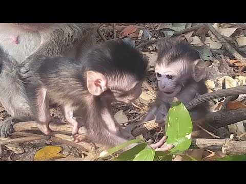 Amazing !! Momo ask mom for feeding after playing tired with Locci