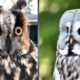 Amazing Owl - Funny cute Owls Compilations | cute moments of the animals NEW