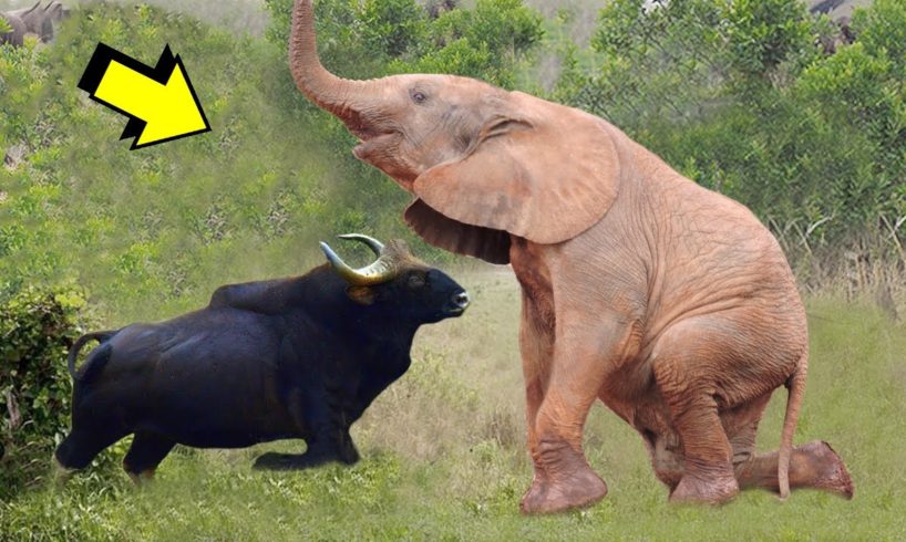 Angry Buffalo Attacks The Elephant King- Wild Animals Fights!