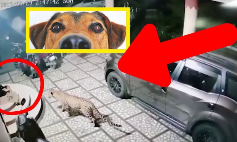 Animal Attacks - Leopard Devoured Owners Pets  ??? (MUST SEE❗❗❗)