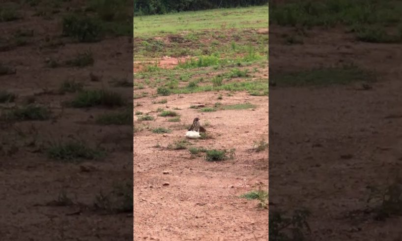 Animal fights , Chicken vs Chicken Hawk , when animals attack