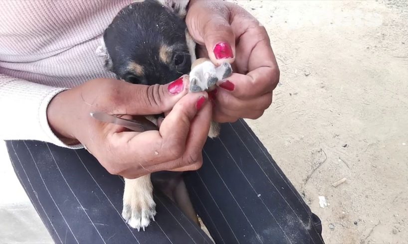 Awesome dog / Rescue Puppy in my village