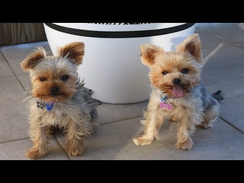 Best Of Cute Yorkie Puppies Compilation - Funny Dogs 2018