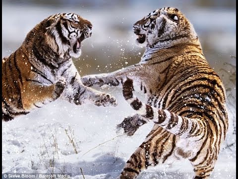 Best Top Animal Fights Caught On Camera